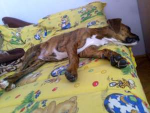 pui boxer german