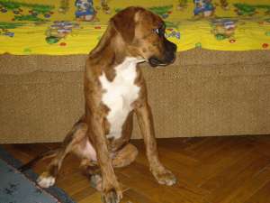 pui boxer german