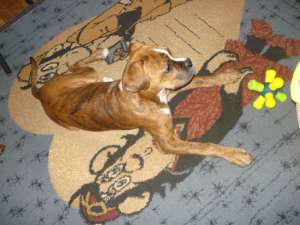 pui boxer german
