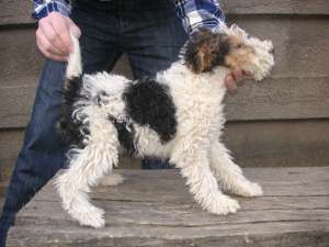 FOX TERRIER de vanzare
