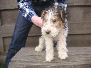 FOX TERRIER de vanzare