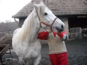 doua iepe superbe