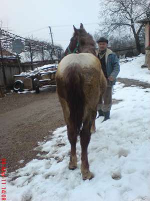 manz de vanzare
