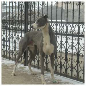 vind ogari greyhound
