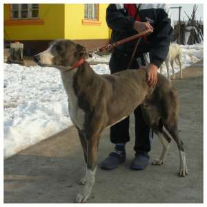 vind ogari greyhound