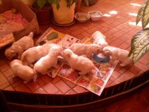vand bichoni havanese