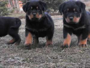 Vand Catei Rottweiler