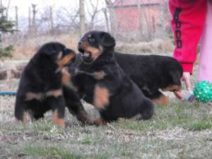 Vand Catei Rottweiler