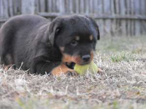 Vand Catei Rottweiler