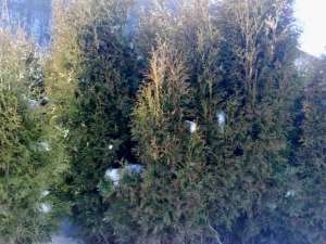 vand tuia columnaris