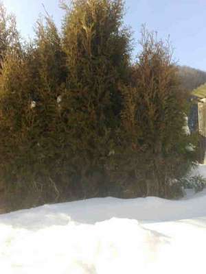 vand tuia columnaris