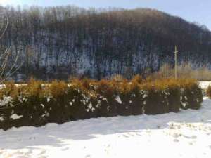 vand tuia columnaris