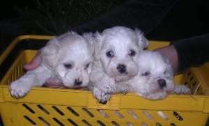 x/.Vand catei BICHON MALTESE