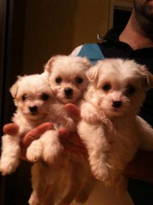 bichon bolonez albi