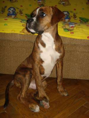 pui boxer tigrat