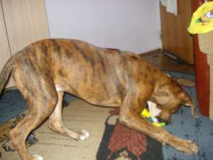 pui boxer tigrat