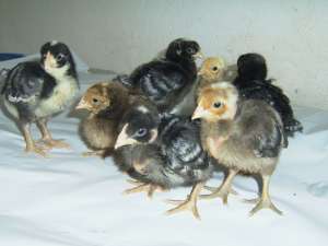 vand pui porumbaci si albi,  pui curca broiler ,  boboci gasca,  rata
