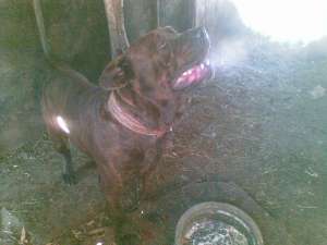 Vind Mascul Dogo Canario