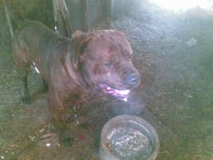 Vind Mascul Dogo Canario