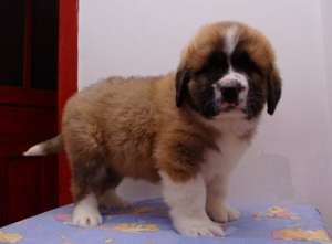 catei cu pedigree