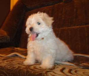OFER SPRE VANZARE CATEI DIN RASA BICHON MALTESE IN VARSTA DE 2 LUNI,  deparazitati si vaccinati. Sup