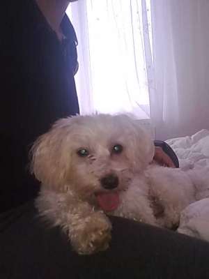 caut catea bichon havanes pentru imperechere