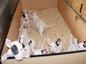 pui bullterrier de calitate