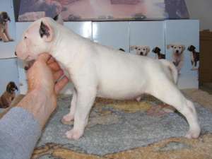 pui bullterrier de calitate