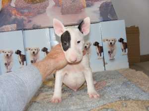 pui bullterrier de calitate