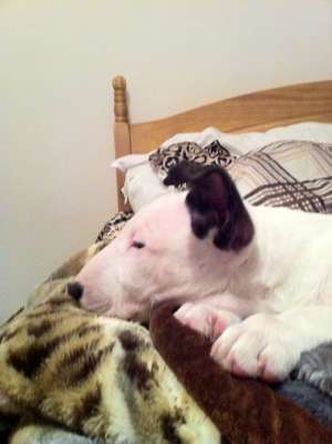 Bull Terrier de vanzare adus din Anglia