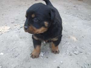 Vand pui rottweiler 1 luna si jumatate