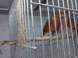 CANARI