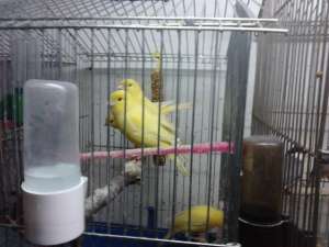 CANARI