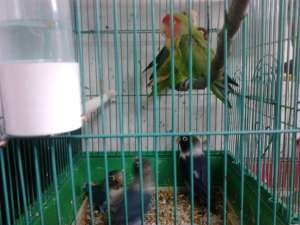 AGAPORNIS