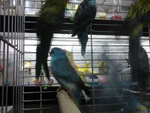 CANTATOR