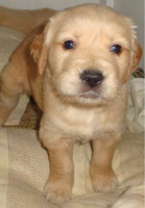vand 7 pui de golden retriver