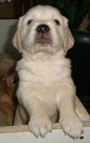 vand 7 pui de golden retriver