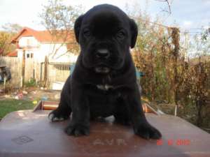 Vand pui Cane Corso