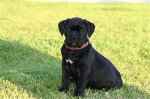 Vand pui Cane Corso