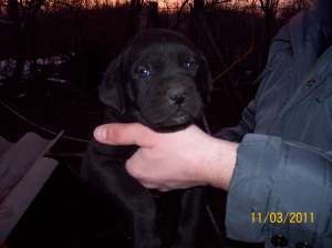 Vand pui Cane Corso