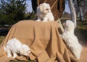 o.Vand catei BICHON MALTESE