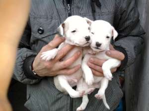 Vand pui amstaff