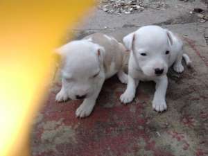 Vand pui amstaff