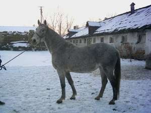 lipiteni de vanzare