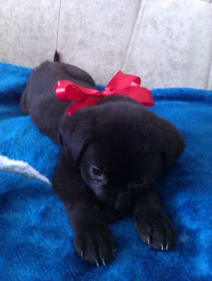 Labrador de vanzare