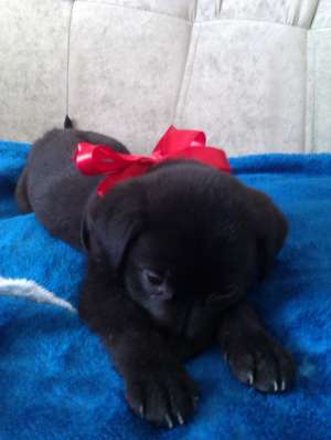 Labrador de vanzare