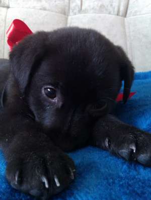 Labrador de vanzare