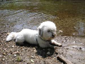 dau spre imperechere bichon havanese