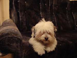 dau spre imperechere bichon havanese