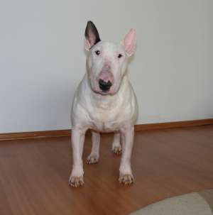 canisa chiorean vinde pui bullterrier de calitate